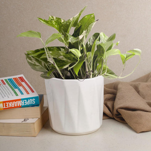 White Hexa Ceramic Planter - The Earth Store - Planter